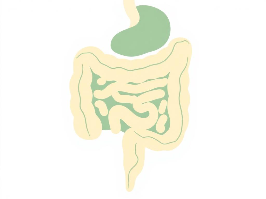 Clean illustration of the digestive system