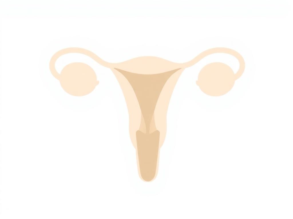 Clinical illustration of the female reproductive system