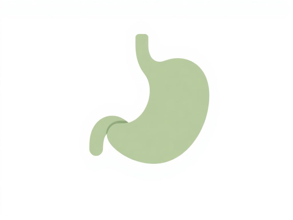 Clean anatomical illustration of a stomach